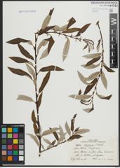 Foto von Salix argyracea E. L. Wolf